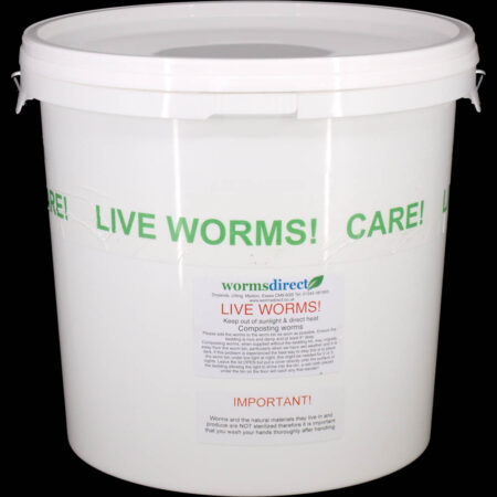 Worms Direct - Live Dendrobaena Worms In tub, for Composting, Fishing Bait,  and Reptile Food (90 grams) : : Sports & Outdoors