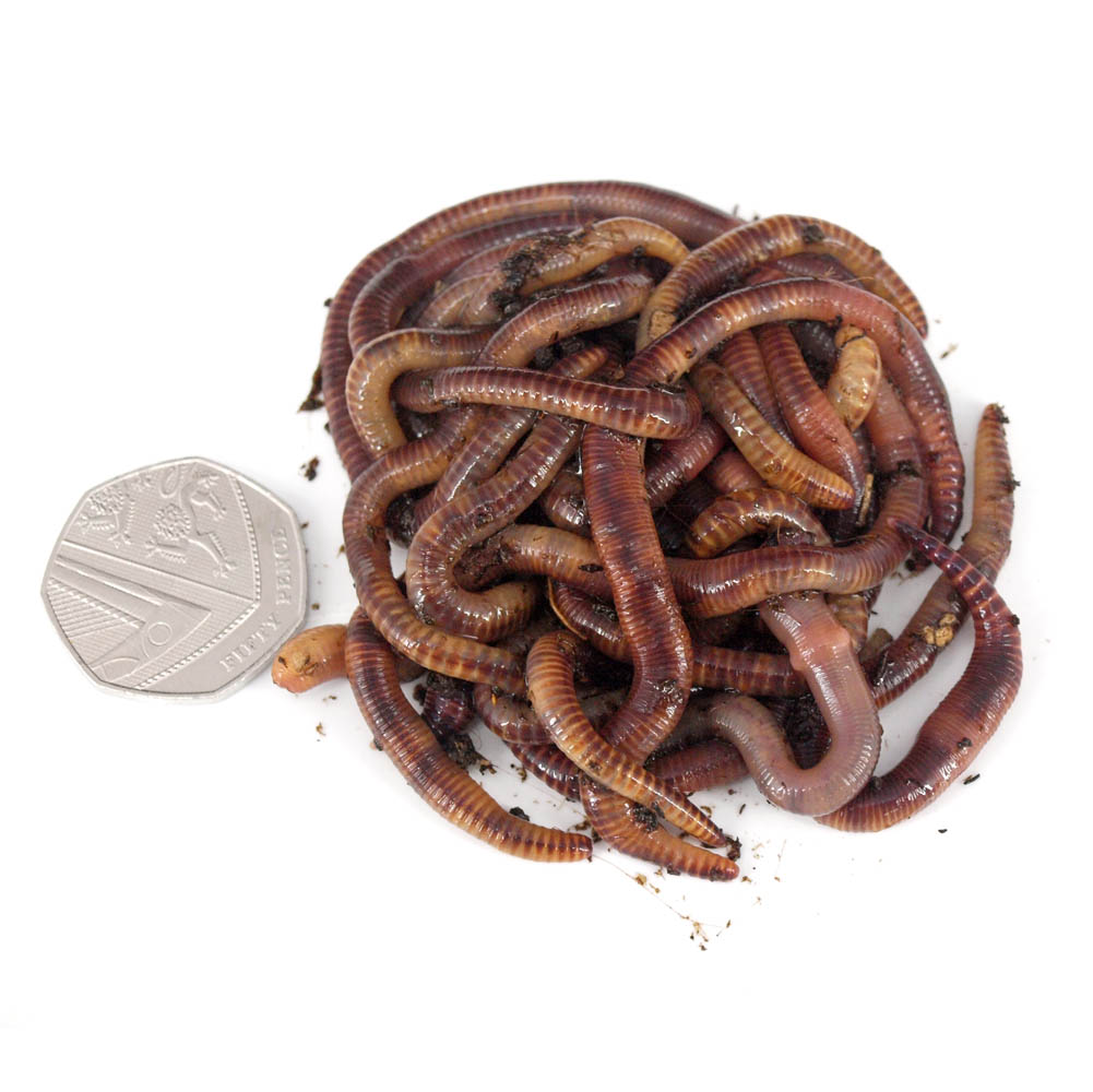 Medium Dendrobaenas Worms - Live Fresh Fishing Bait