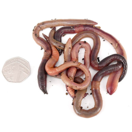 Mixed lobworms (Handpicked) - Worms Direct